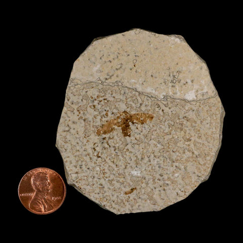 0.9 Detailed Fossil March Fly Insect Green River FM Uintah County UT Eocene Age