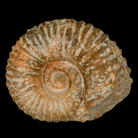 3.6" Acanthoceras Ammonite Fossil Agadir Morocco 360 Million Year Old COA - Fossil Age Minerals