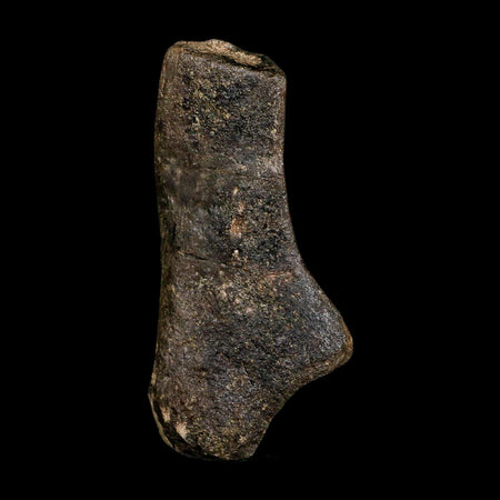 4.6" Hypacrosaurus Dinosaur Fossil Scapula Bone Two Medicine FM Montana COA