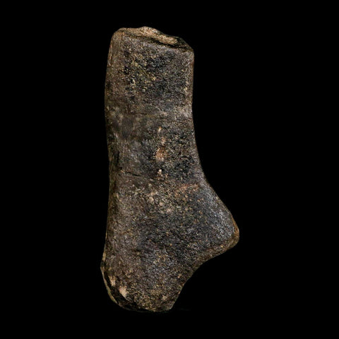 4.6" Hypacrosaurus Dinosaur Fossil Scapula Bone Two Medicine FM Montana COA - Fossil Age Minerals