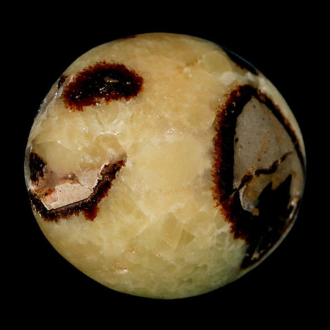 2.1" Septarian Dragon Palm Stone Mineral Specimen Healing Madagascar - Fossil Age Minerals