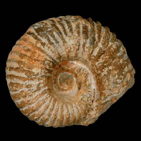 3.6" Acanthoceras Ammonite Fossil Agadir Morocco 360 Million Year Old COA - Fossil Age Minerals