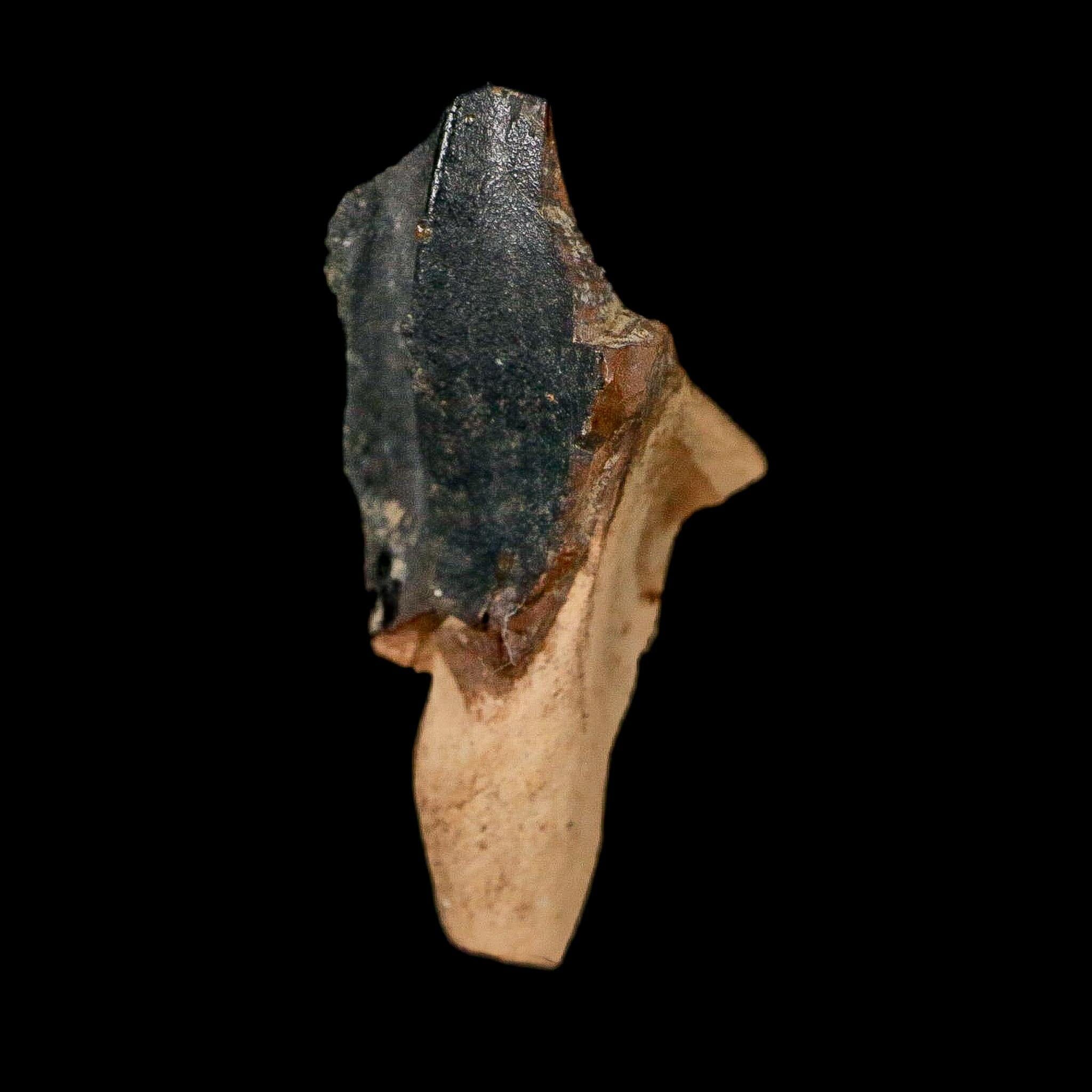 XXL 1.4" Triceratops Fossil Crown Tooth Hell Creek FM Cretaceous Dinosaur MT COA - Fossil Age Minerals