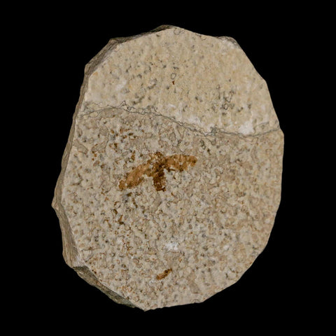 0.9 Detailed Fossil March Fly Insect Green River FM Uintah County UT Eocene Age