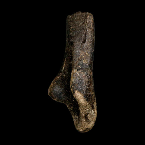 4.6" Hypacrosaurus Dinosaur Fossil Scapula Bone Two Medicine FM Montana COA - Fossil Age Minerals