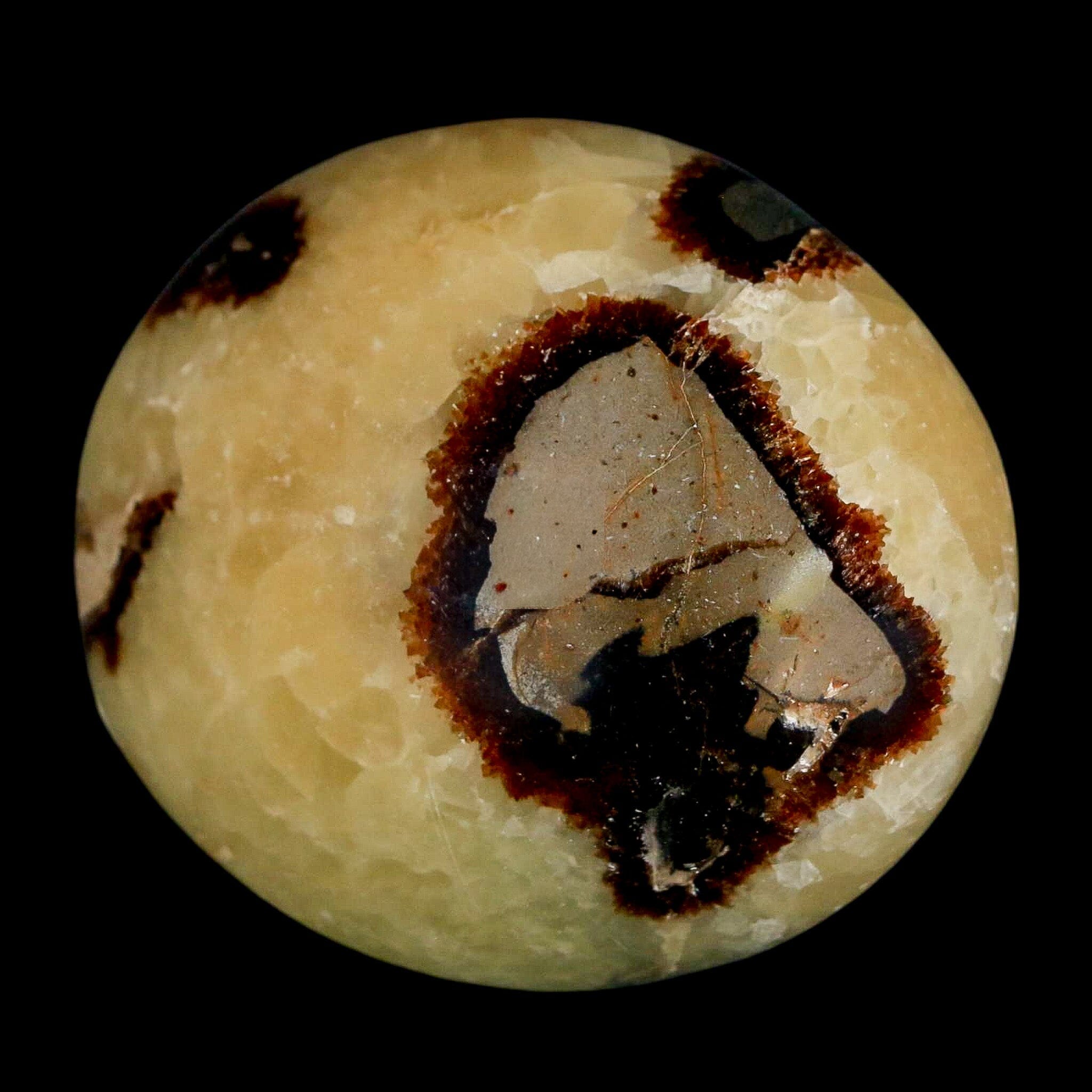 2.1" Septarian Dragon Palm Stone Mineral Specimen Healing Madagascar - Fossil Age Minerals