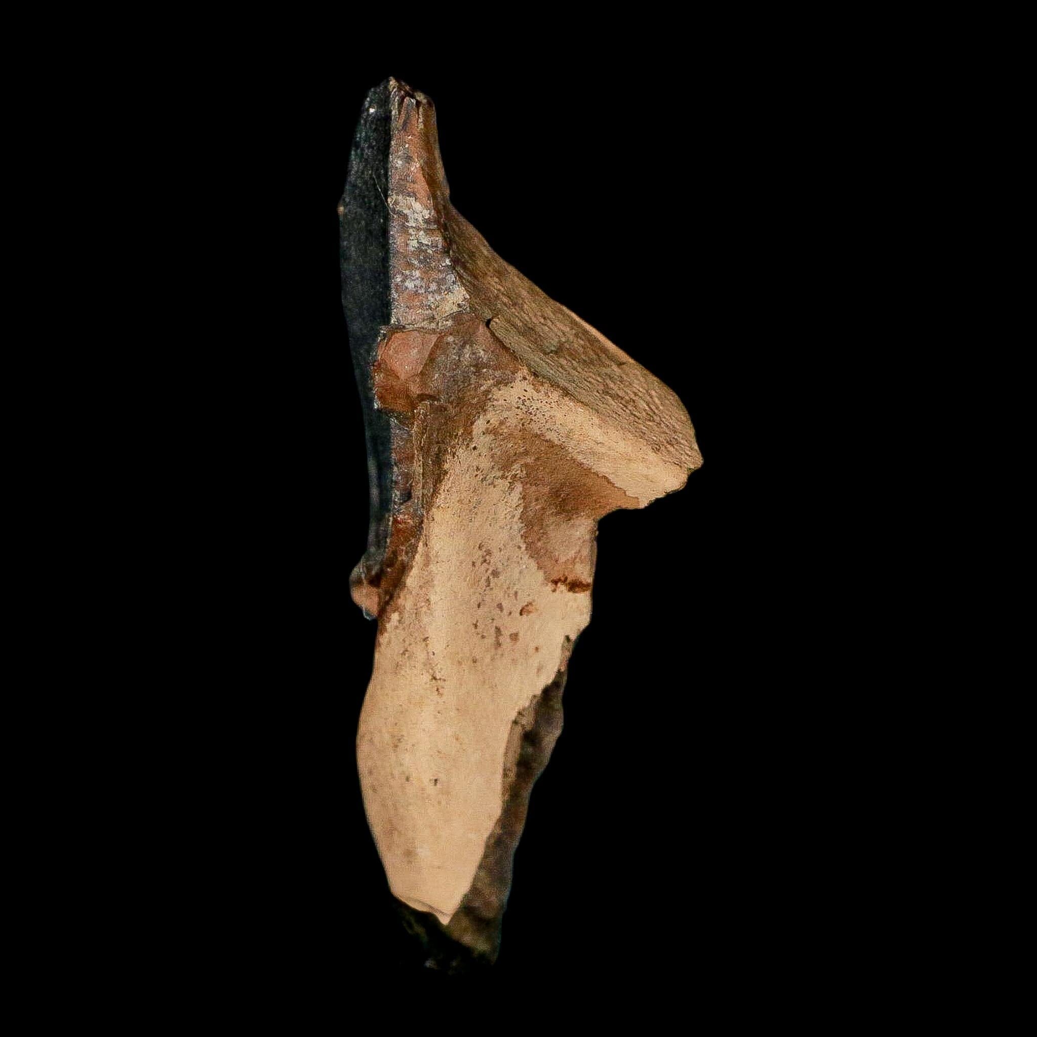 XXL 1.4" Triceratops Fossil Crown Tooth Hell Creek FM Cretaceous Dinosaur MT COA - Fossil Age Minerals
