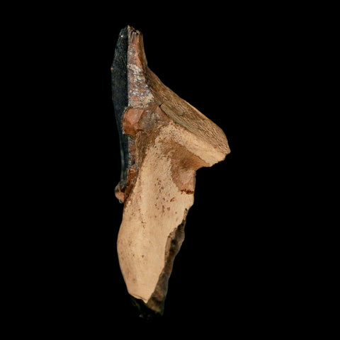 XXL 1.4" Triceratops Fossil Crown Tooth Hell Creek FM Cretaceous Dinosaur MT COA