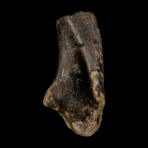 4.6" Hypacrosaurus Dinosaur Fossil Scapula Bone Two Medicine FM Montana COA - Fossil Age Minerals