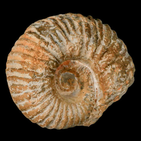 3.6" Acanthoceras Ammonite Fossil Agadir Morocco 360 Million Year Old COA - Fossil Age Minerals