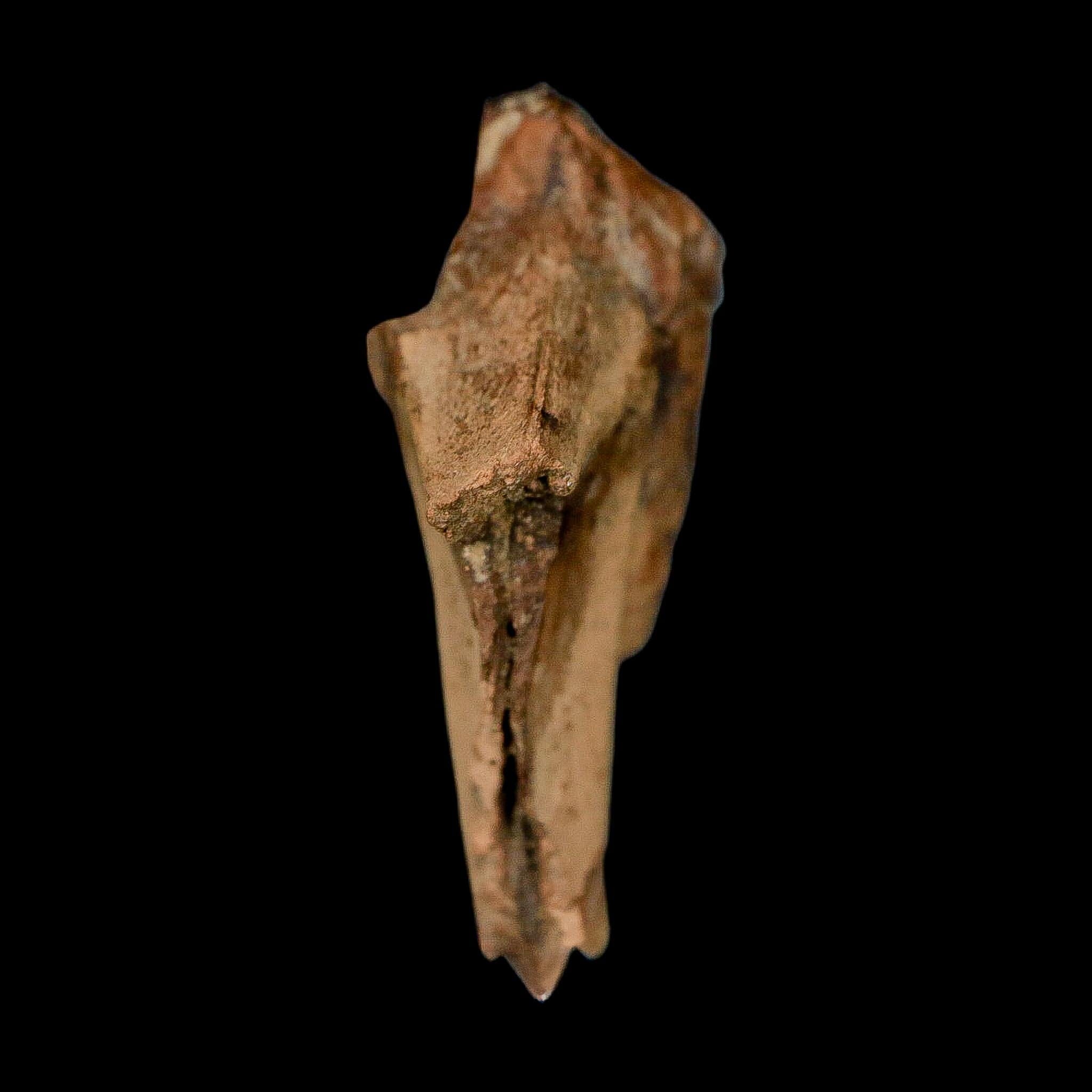 XXL 1.4" Triceratops Fossil Crown Tooth Hell Creek FM Cretaceous Dinosaur MT COA - Fossil Age Minerals