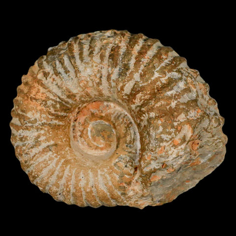 3.6" Acanthoceras Ammonite Fossil Agadir Morocco 360 Million Year Old COA - Fossil Age Minerals