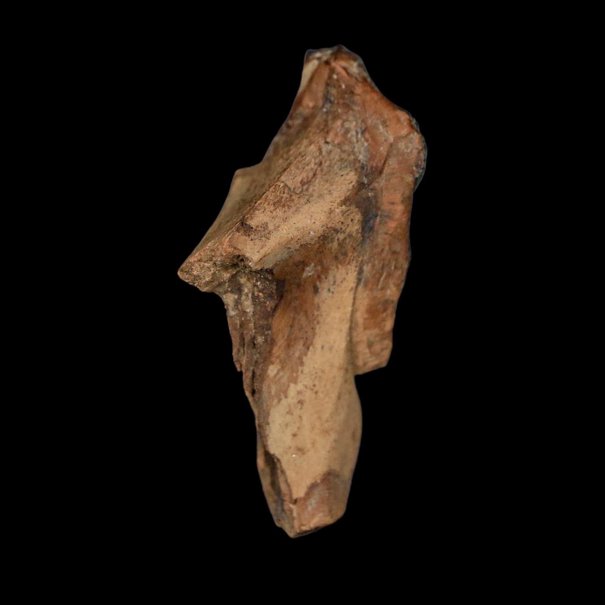 XXL 1.4" Triceratops Fossil Crown Tooth Hell Creek FM Cretaceous Dinosaur MT COA - Fossil Age Minerals