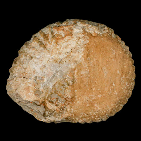 3.6" Acanthoceras Ammonite Fossil Agadir Morocco 360 Million Year Old COA - Fossil Age Minerals