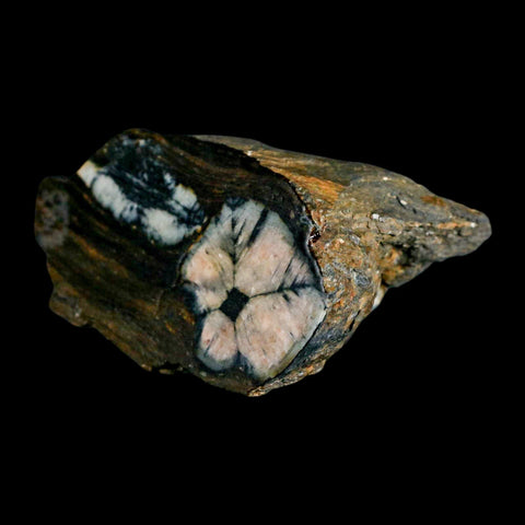 2.8" Rare Andalucite Var Chiastolite Mineral Specimen Asturias Province Boal Spain - Fossil Age Minerals