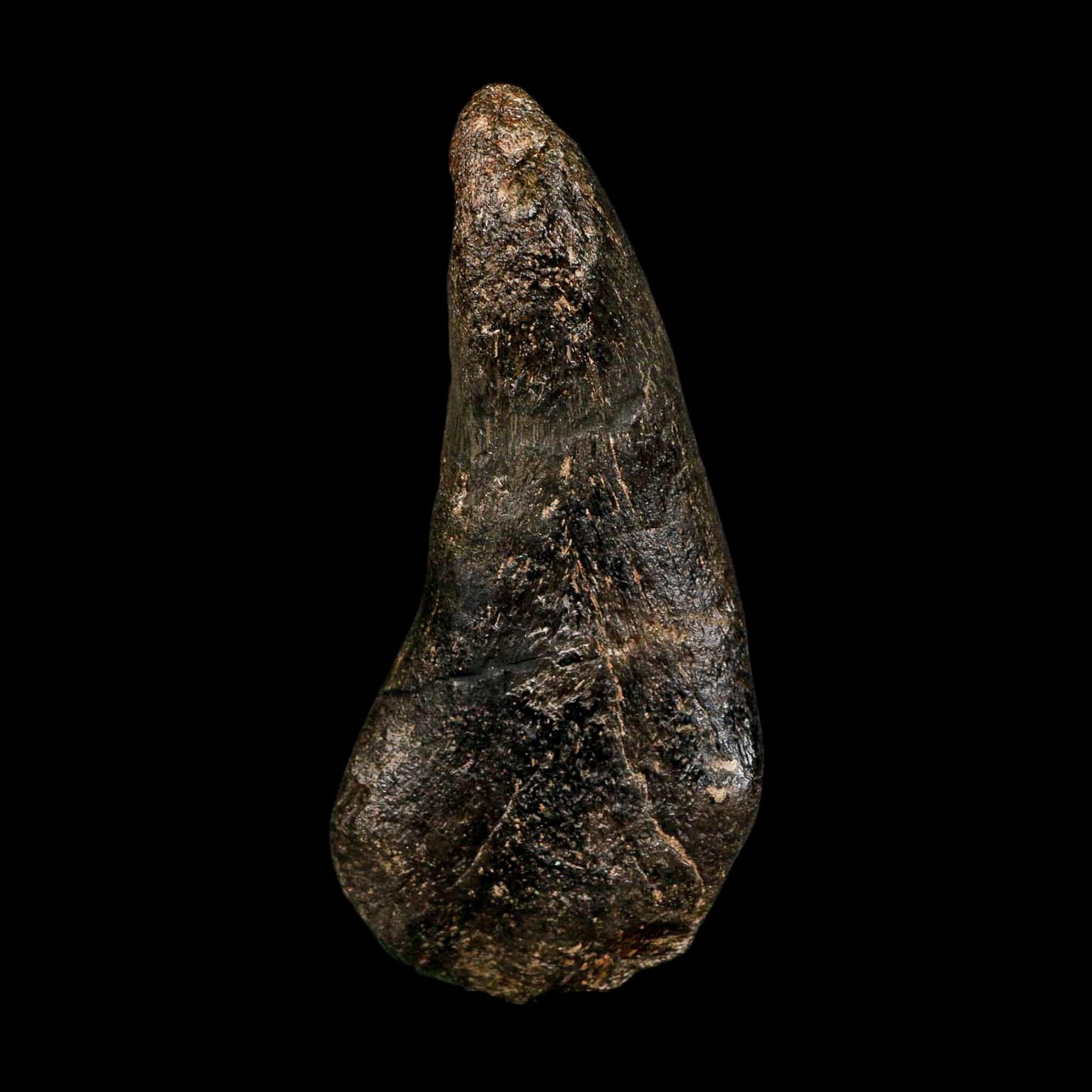 4.3" Hypacrosaurus Dinosaur Fossil Vertebrae Process Two Medicine FM Montana COA - Fossil Age Minerals