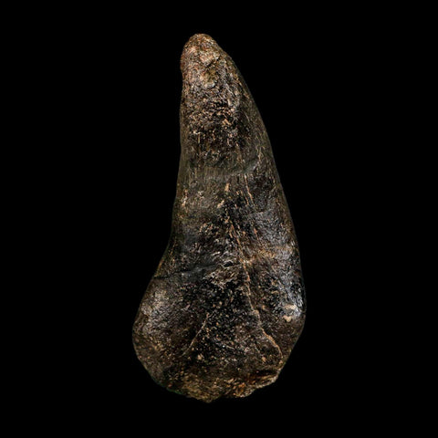 4.3" Hypacrosaurus Dinosaur Fossil Vertebrae Process Two Medicine FM Montana COA - Fossil Age Minerals