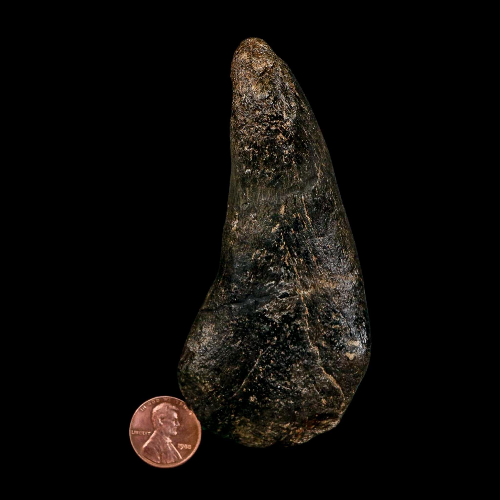 4.3" Hypacrosaurus Dinosaur Fossil Vertebrae Process Two Medicine FM Montana COA - Fossil Age Minerals