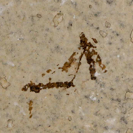 2 Two Detailed Fossil Crane Fly Insects Green River FM Uintah County UT Eocene Age