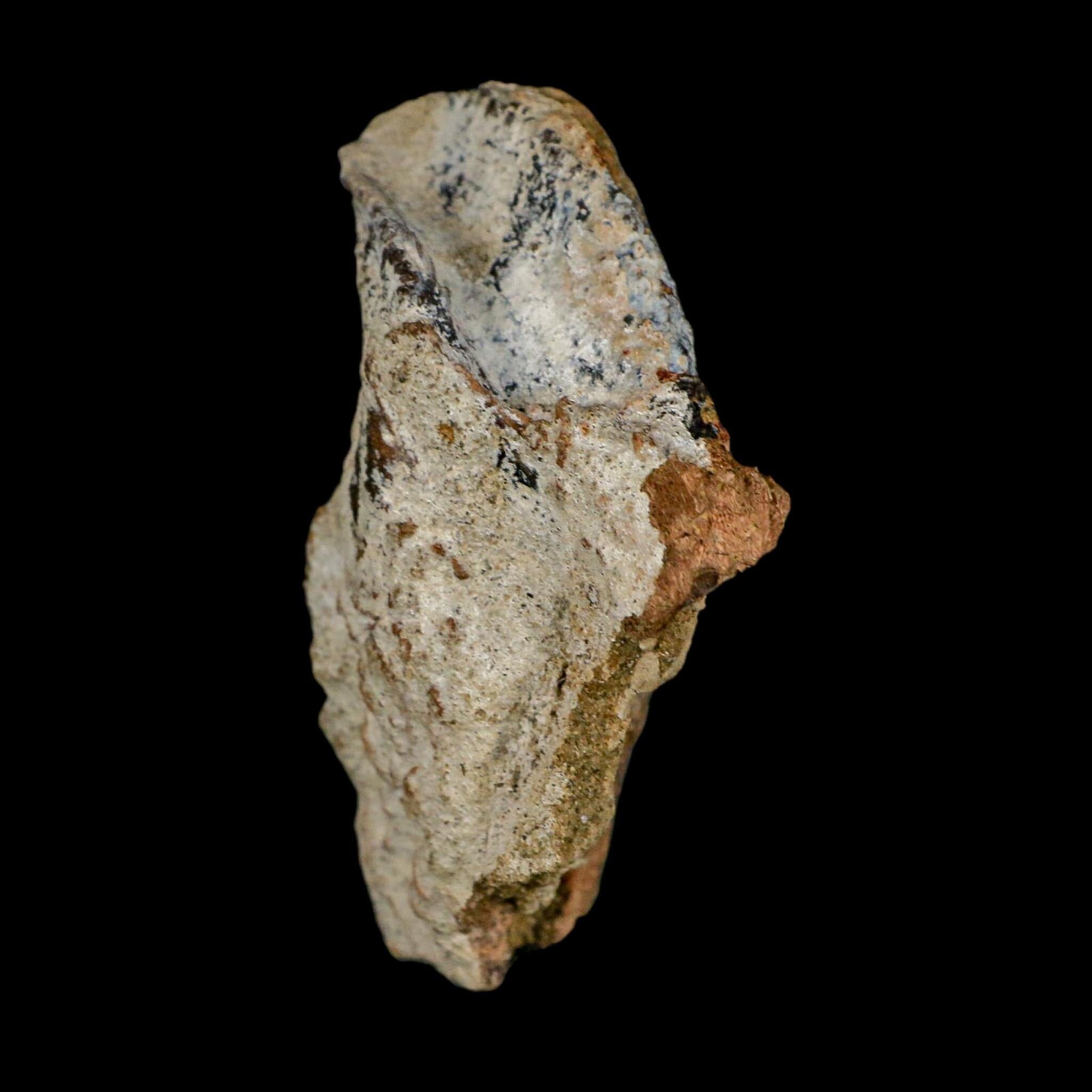 XXL 1.8" Triceratops Fossil Tooth Crown Lance Creek FM Cretaceous Dinosaur WY COA - Fossil Age Minerals
