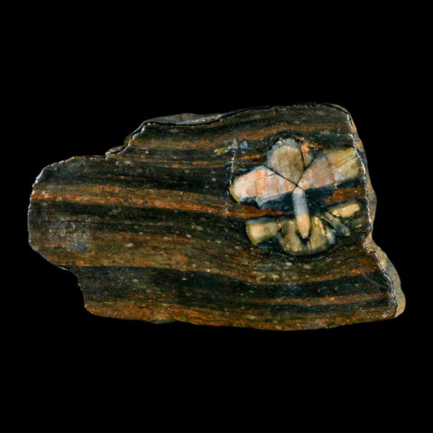 3.1" Rare Andalucite Var Chiastolite Mineral Specimen Asturias Province Boal Spain - Fossil Age Minerals