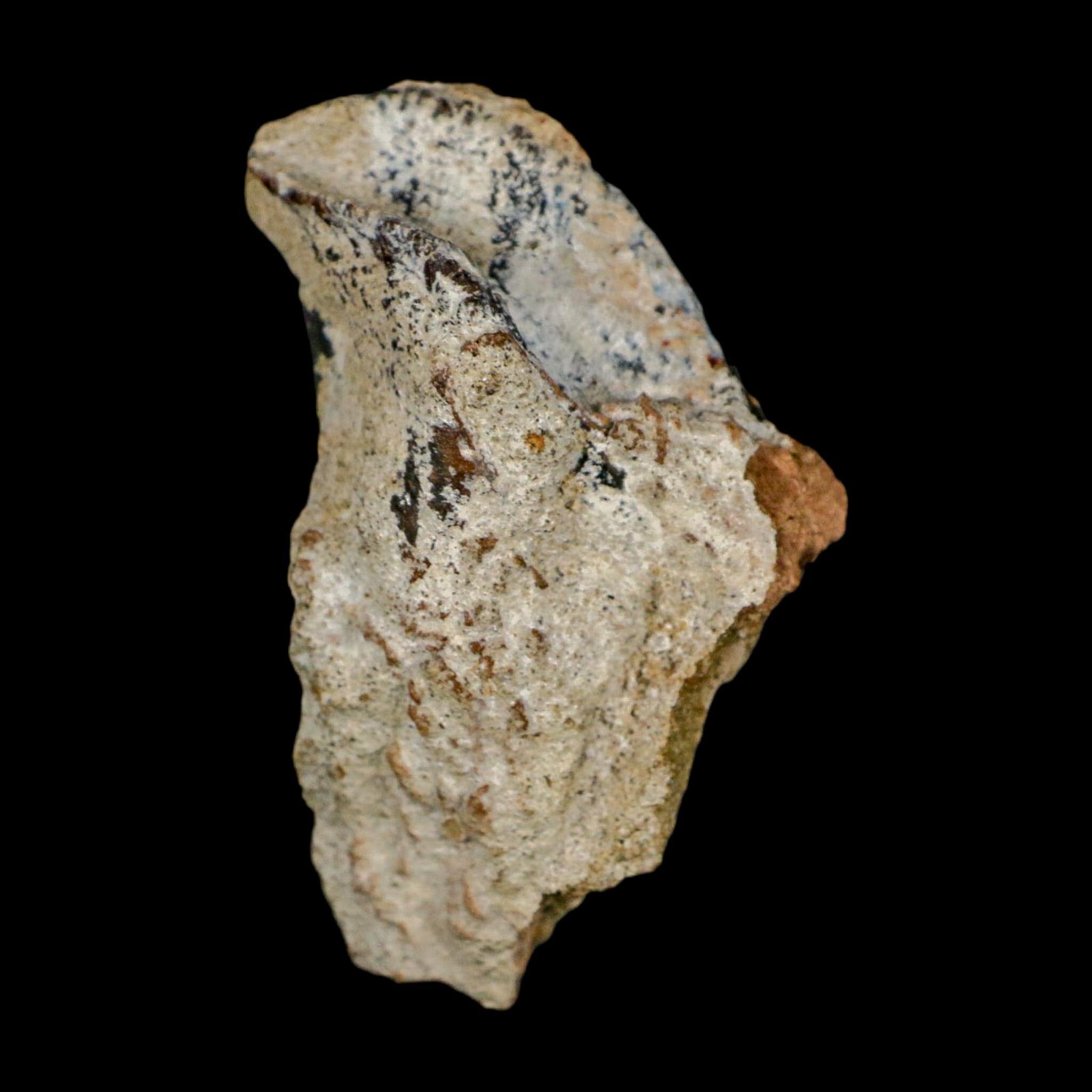 XXL 1.8" Triceratops Fossil Tooth Crown Lance Creek FM Cretaceous Dinosaur WY COA - Fossil Age Minerals