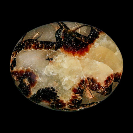 2.1" Septarian Dragon Palm Stone Mineral Specimen Healing Madagascar