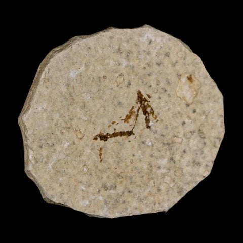 2 Two Detailed Fossil Crane Fly Insects Green River FM Uintah County UT Eocene Age