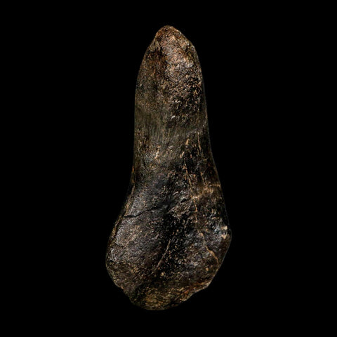 4.3" Hypacrosaurus Dinosaur Fossil Vertebrae Process Two Medicine FM Montana COA - Fossil Age Minerals