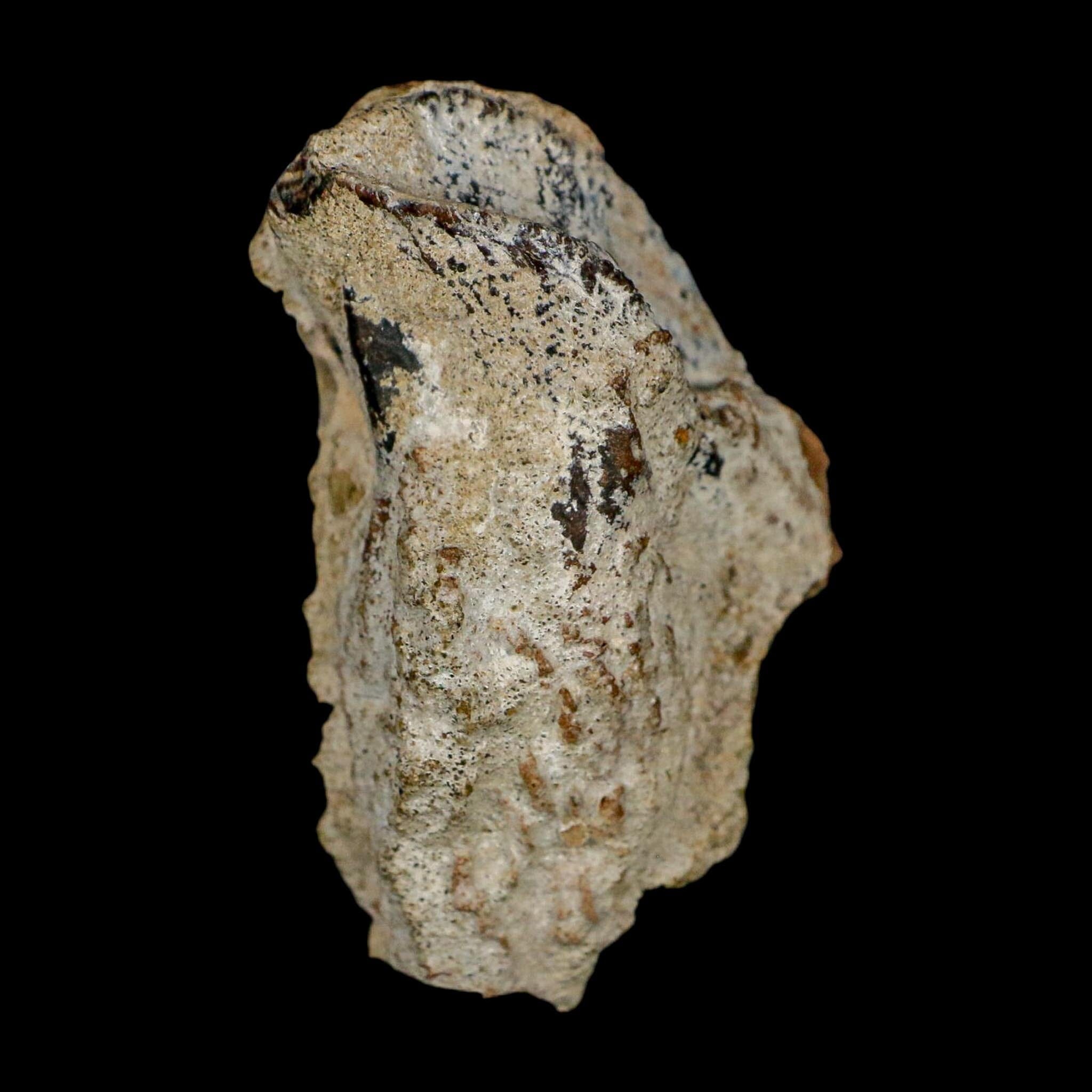 XXL 1.8" Triceratops Fossil Tooth Crown Lance Creek FM Cretaceous Dinosaur WY COA - Fossil Age Minerals