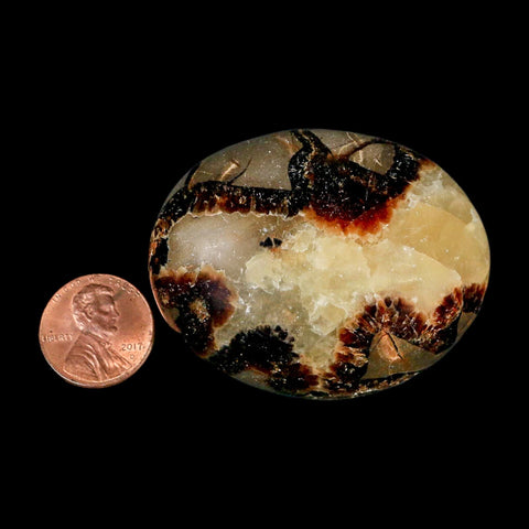 2.1" Septarian Dragon Palm Stone Mineral Specimen Healing Madagascar - Fossil Age Minerals