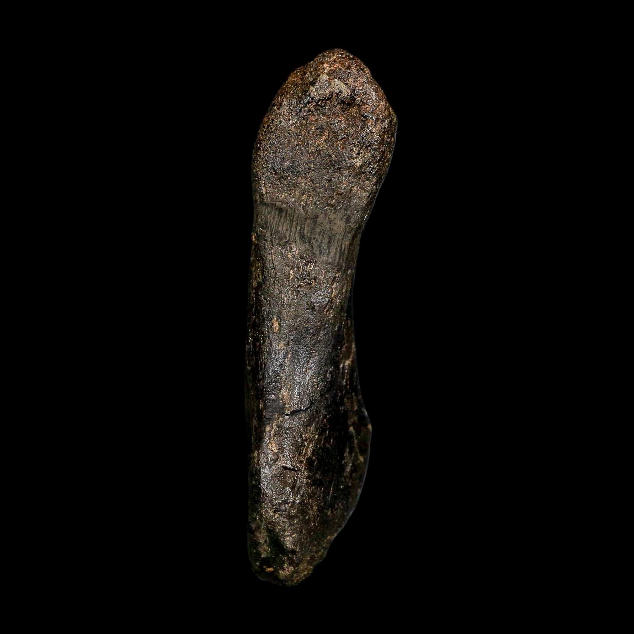 4.3" Hypacrosaurus Dinosaur Fossil Vertebrae Process Two Medicine FM Montana COA - Fossil Age Minerals