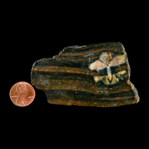 3.1" Rare Andalucite Var Chiastolite Mineral Specimen Asturias Province Boal Spain - Fossil Age Minerals