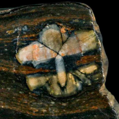 3.1" Rare Andalucite Var Chiastolite Mineral Specimen Asturias Province Boal Spain - Fossil Age Minerals