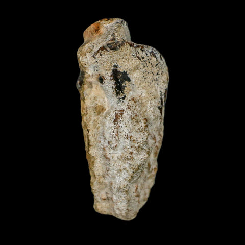 XXL 1.8" Triceratops Fossil Tooth Crown Lance Creek FM Cretaceous Dinosaur WY COA