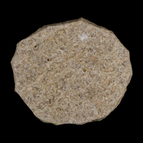 2 Two Detailed Fossil Crane Fly Insects Green River FM Uintah County UT Eocene Age