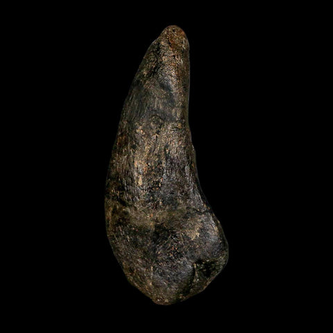 4.3" Hypacrosaurus Dinosaur Fossil Vertebrae Process Two Medicine FM Montana COA - Fossil Age Minerals