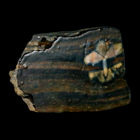 3.1" Rare Andalucite Var Chiastolite Mineral Specimen Asturias Province Boal Spain - Fossil Age Minerals