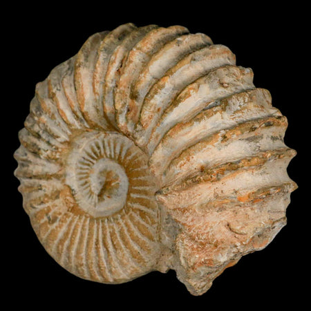 4.5" Acanthoceras Ammonite Fossil Agadir Morocco 360 Million Year Old COA