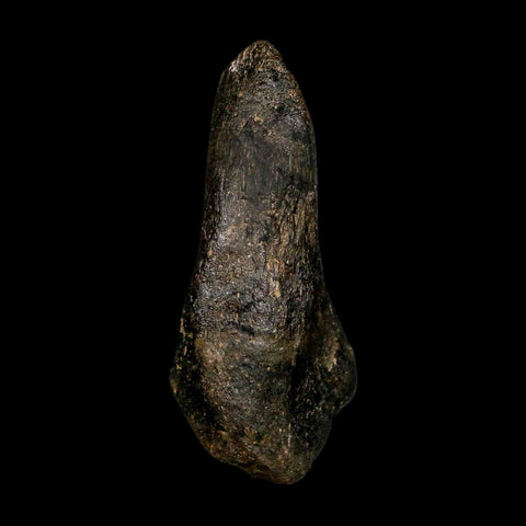 4.3" Hypacrosaurus Dinosaur Fossil Vertebrae Process Two Medicine FM Montana COA - Fossil Age Minerals