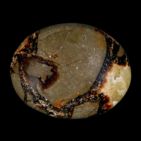 2.1" Septarian Dragon Palm Stone Mineral Specimen Healing Madagascar - Fossil Age Minerals