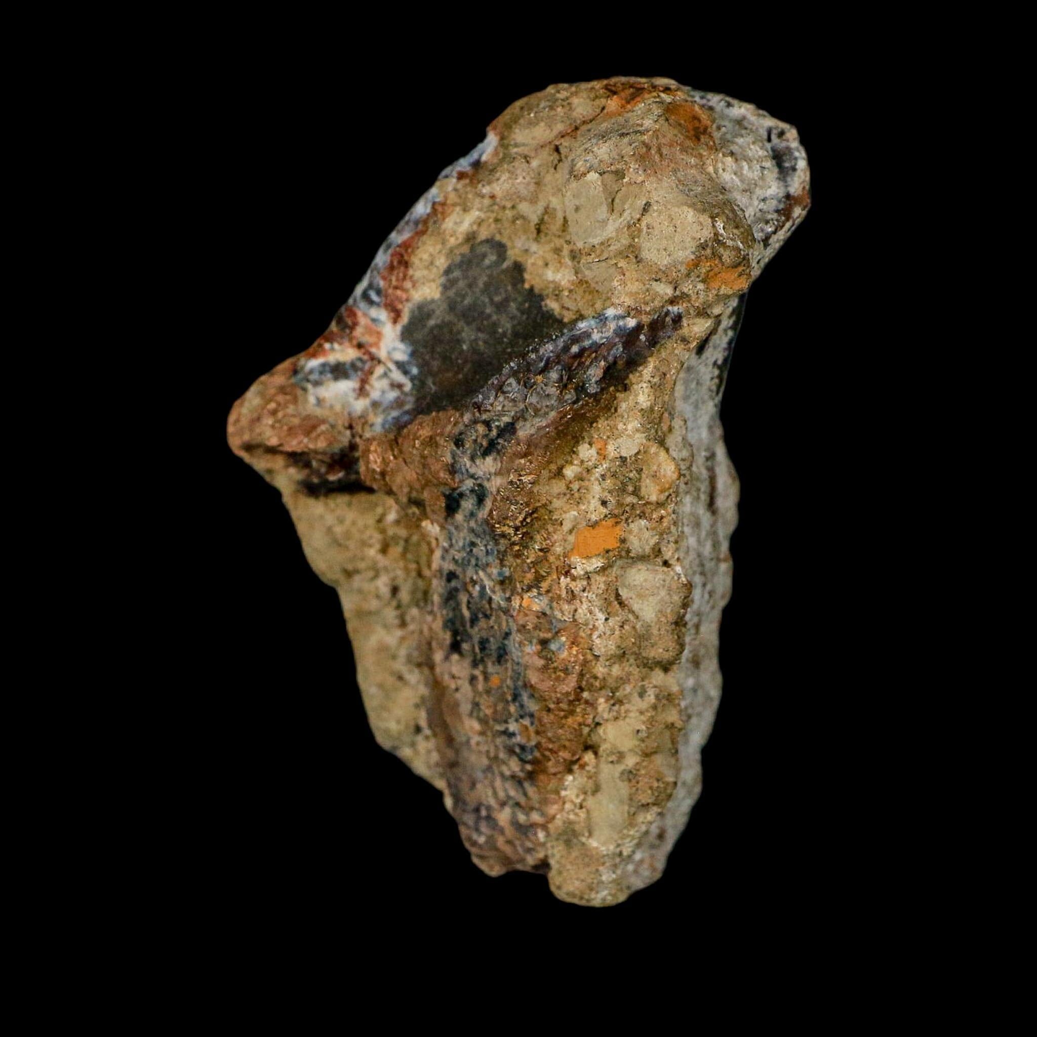 XXL 1.8" Triceratops Fossil Tooth Crown Lance Creek FM Cretaceous Dinosaur WY COA - Fossil Age Minerals