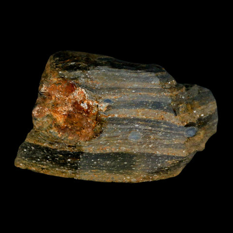 3.1" Rare Andalucite Var Chiastolite Mineral Specimen Asturias Province Boal Spain - Fossil Age Minerals
