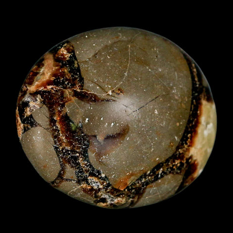 2.1" Septarian Dragon Palm Stone Mineral Specimen Healing Madagascar - Fossil Age Minerals