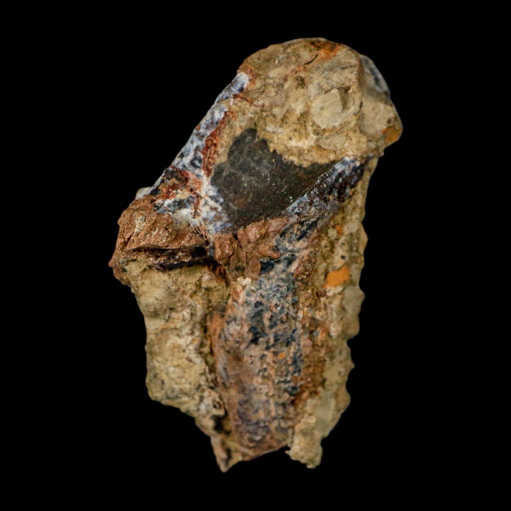 XXL 1.8" Triceratops Fossil Tooth Crown Lance Creek FM Cretaceous Dinosaur WY COA - Fossil Age Minerals