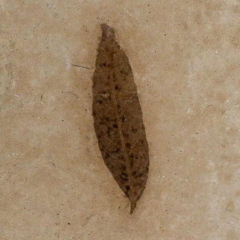 1.1" Detailed Cedrelospermum Nervosum Fossil Plant Leaf Eocene Age Green River UT