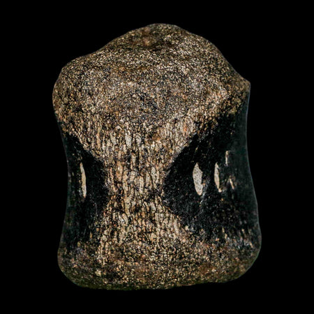 2.8" Hypacrosaurus Dinosaur Fossil Vertebrae Bone Two Medicine FM Montana COA