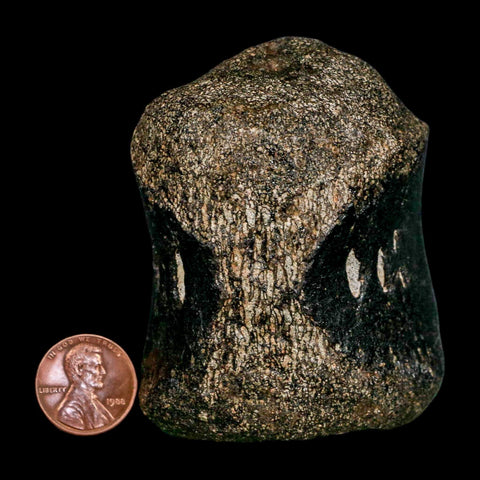 2.8" Hypacrosaurus Dinosaur Fossil Vertebrae Bone Two Medicine FM Montana COA - Fossil Age Minerals