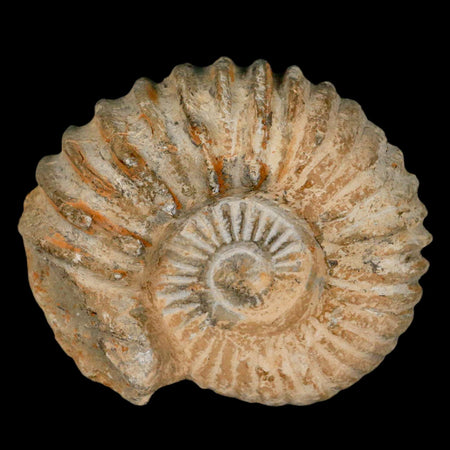 4.3" Acanthoceras Ammonite Fossil Agadir Morocco 360 Million Year Old COA