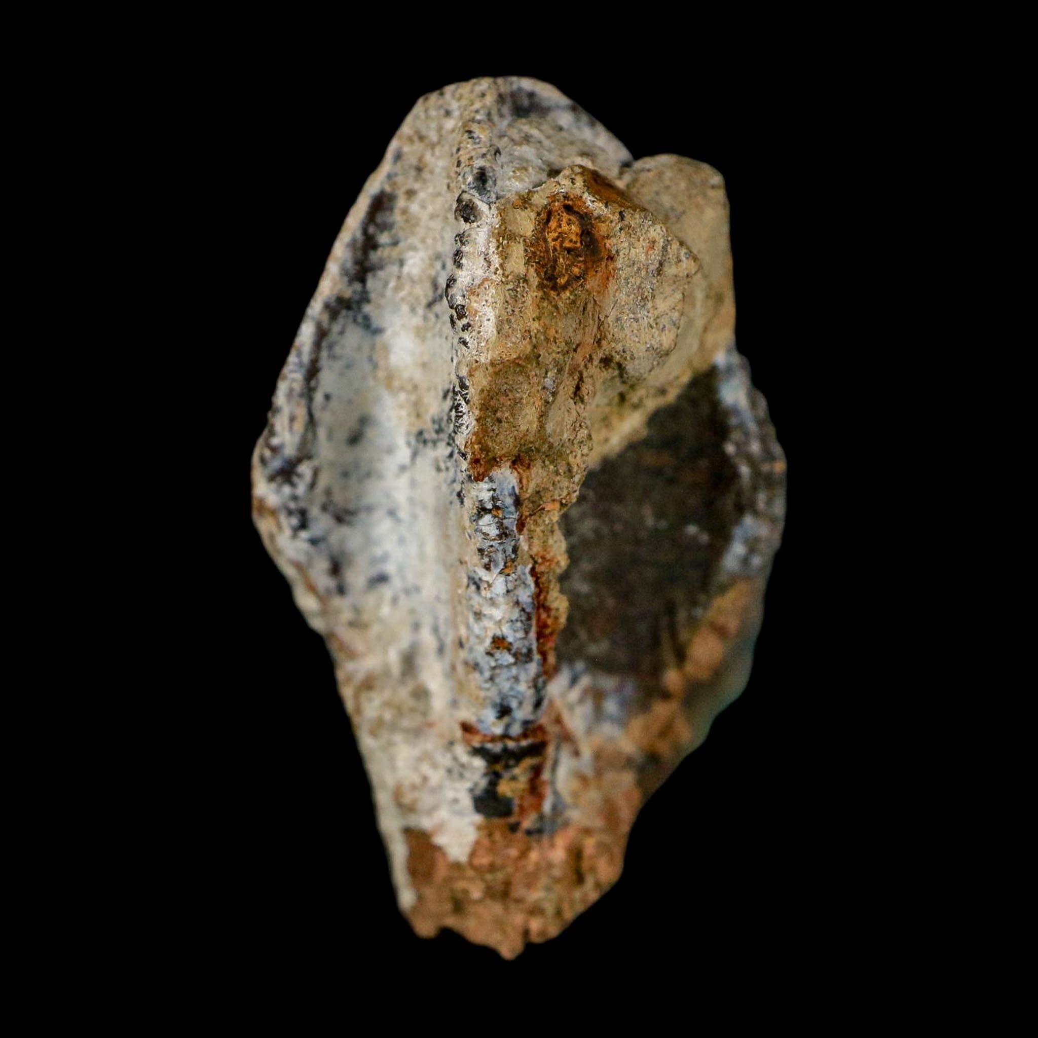 XXL 1.8" Triceratops Fossil Tooth Crown Lance Creek FM Cretaceous Dinosaur WY COA - Fossil Age Minerals